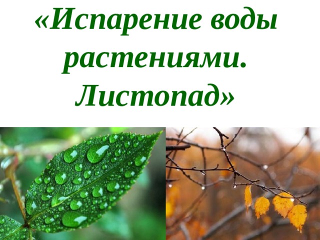 «Испарение воды растениями. Листопад»   