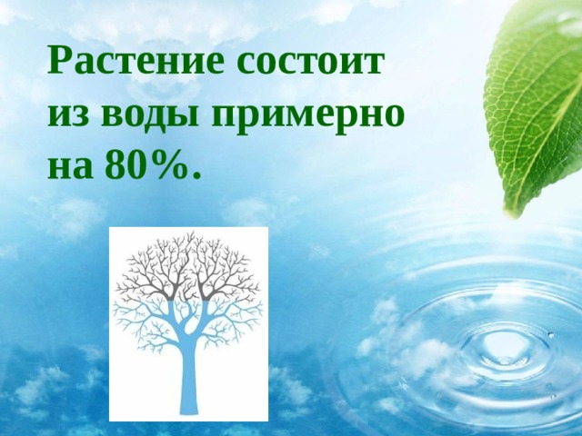 Растение состоит из воды примерно на 80%. 