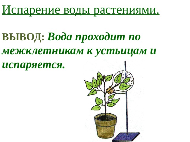 Испарение воды растениями.  ВЫВОД: Вода проходит по межклетникам к устьицам и испаряется.  