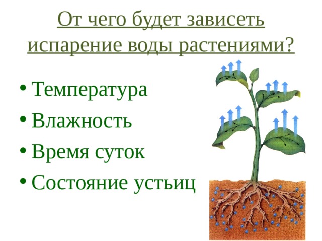От чего будет зависеть испарение воды растениями? Температура Влажность Время суток Состояние устьиц  