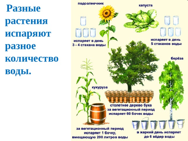  Разные растения испаряют разное количество воды. 