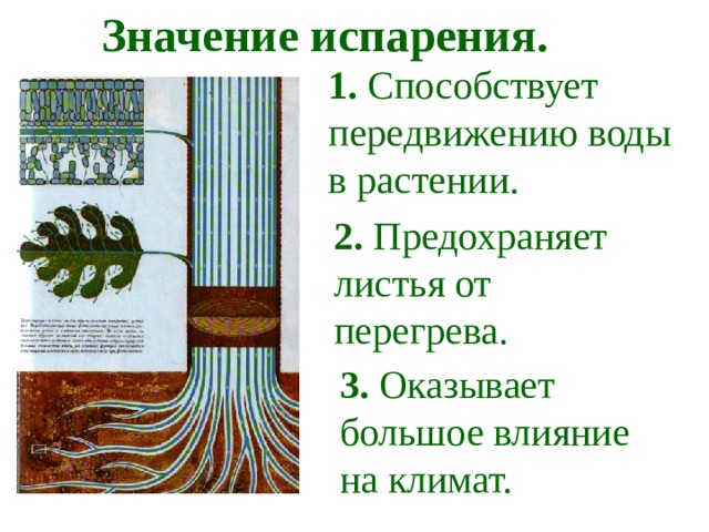  Значение испарения. 1. Способствует передвижению воды в растении. 2. Предохраняет листья от перегрева. 3. Оказывает большое влияние на климат.  