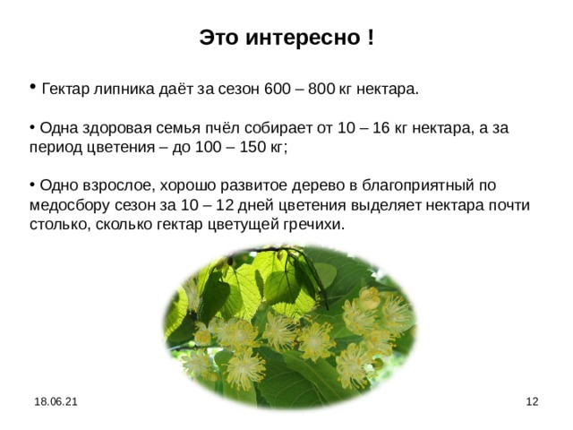 Это интересно !  Гектар липника даёт за сезон 600 – 800 кг нектара.   Одна здоровая семья пчёл собирает от 10 – 16 кг нектара, а за период цветения – до 100 – 150 кг;   Одно взрослое, хорошо развитое дерево в благоприятный по медосбору сезон за 10 – 12 дней цветения выделяет нектара почти столько, сколько гектар цветущей гречихи. 18.06.21  