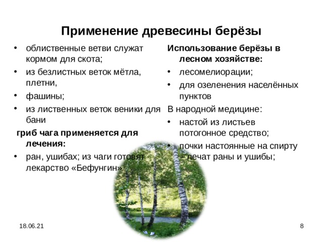 Применение древесины берёзы облиственные ветви служат кормом для скота; из безлистных веток мётла, плетни, фашины; из лиственных веток веники для бани Использование берёзы в лесном хозяйстве:  гриб чага применяется для лечения: лесомелиорации; для озеленения населённых пунктов ран, ушибах; из чаги готовят лекарство «Бефунгин» В народной медицине: настой из листьев потогонное средство; почки настоянные на спирту – лечат раны и ушибы; 18.06.21  