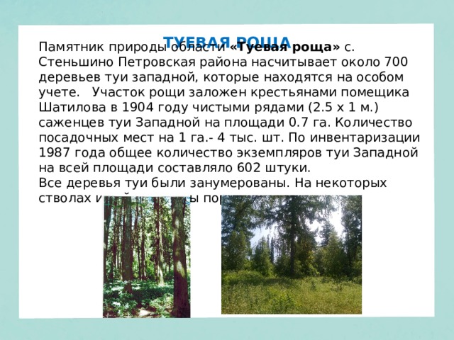 ТУЕВАЯ РОЩА Памятник природы области  «Туевая роща»  с. Стеньшино Петровская района насчитывает около 700 деревьев туи западной, которые находятся на особом учете.   Участок рощи заложен крестьянами помещика Шатилова в 1904 году чистыми рядами (2.5 х 1 м.) саженцев туи Западной на площади 0.7 га. Количество посадочных мест на 1 га.- 4 тыс. шт. По инвентаризации 1987 года общее количество экземпляров туи Западной на всей площади составляло 602 штуки. Все деревья туи были занумерованы. На некоторых стволах и сейчас видны порядковые номера 