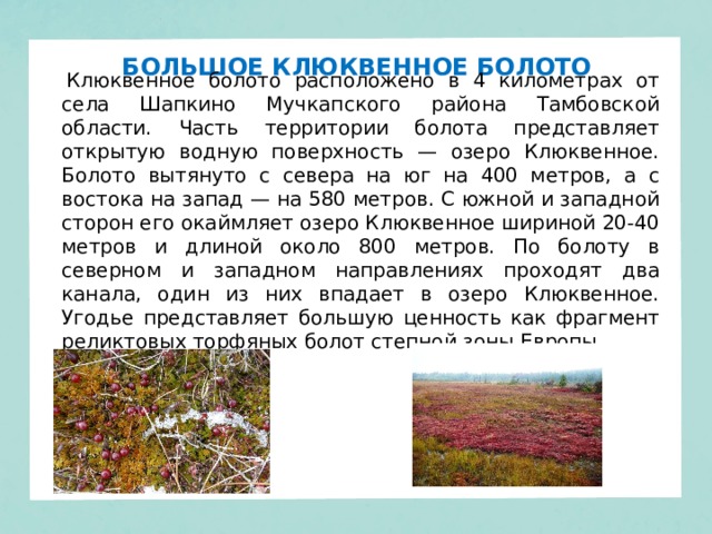 БОЛЬШОЕ КЛЮКВЕННОЕ БОЛОТО   Клюквенное болото расположено в 4 километрах от села Шапкино Мучкапского района Тамбовской области. Часть территории болота представляет открытую водную поверхность — озеро Клюквенное. Болото вытянуто с севера на юг на 400 метров, а с востока на запад — на 580 метров. С южной и западной сторон его окаймляет озеро Клюквенное шириной 20-40 метров и длиной около 800 метров. По болоту в северном и западном направлениях проходят два канала, один из них впадает в озеро Клюквенное. Угодье представляет большую ценность как фрагмент реликтовых торфяных болот степной зоны Европы. 