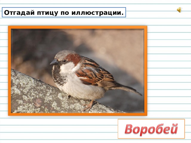 Отгадай птицу по иллюстрации. 