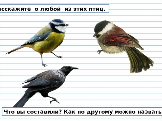Расскажите о любой из этих птиц. Что вы составили? Как по другому можно назвать его? 