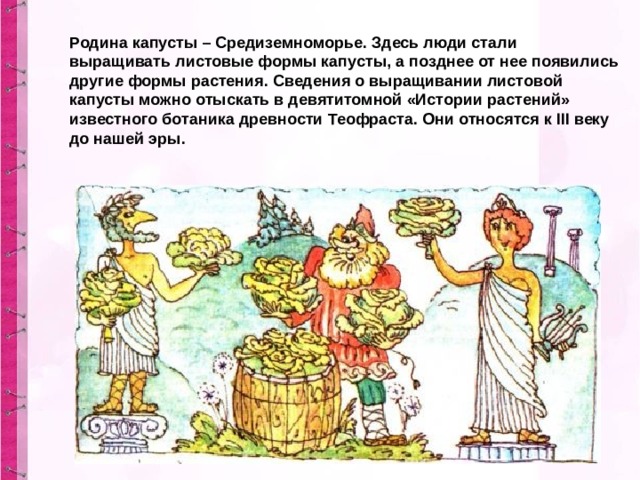 Родина капусты – Средиземноморье. Здесь люди стали выращивать листовые формы капусты, а позднее от нее появились другие формы растения. Сведения о выращивании листовой капусты можно отыскать в девятитомной «Истории растений» известного ботаника древности Теофраста. Они относятся к III веку до нашей эры. 