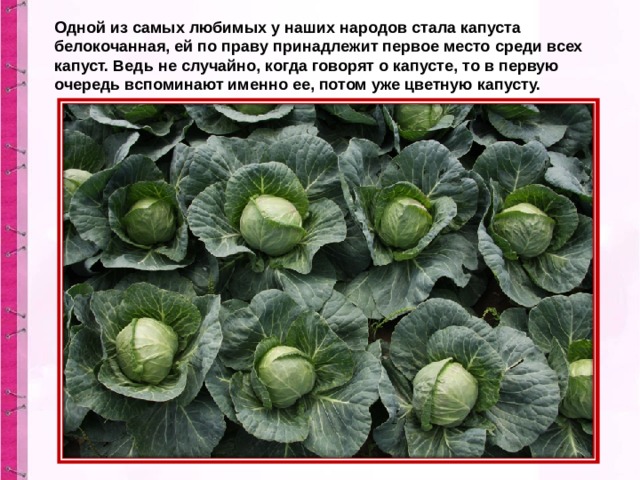 Одной из самых любимых у наших народов стала капуста белокочанная, ей по праву принадлежит первое место среди всех капуст. Ведь не случайно, когда говорят о капусте, то в первую очередь вспоминают именно ее, потом уже цветную капусту.  