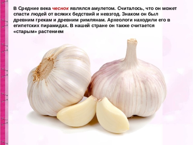В Средние века  чеснок  являлся амулетом. Считалось, что он может спасти людей от всяких бедствий и невзгод. Знаком он был древним грекам и древним римлянам. Археологи находили его в египетских пирамидах. В нашей стране он также считается «старым» растением 