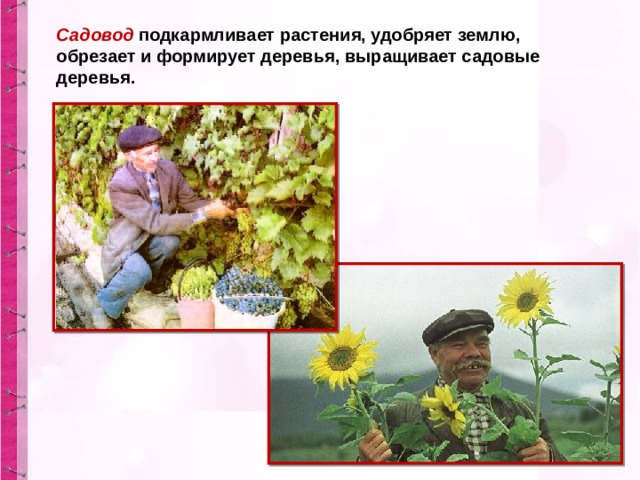 Садовод подкармливает растения, удобряет землю, обрезает и формирует деревья, выращивает садовые деревья. 
