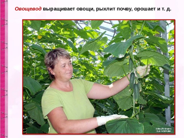   Овощевод выращивает овощи, рыхлит почву, орошает и т. д. 
