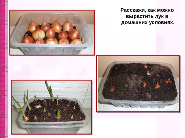 Расскажи, как можно вырастить лук в домашних условиях. 