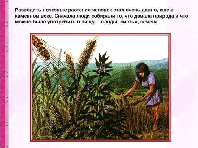 Разводить полезные растения человек стал очень давно, еще в каменном веке. Сначала люди собирали то, что давала природа и что можно было употребить в пищу, – плоды, листья, семена. 