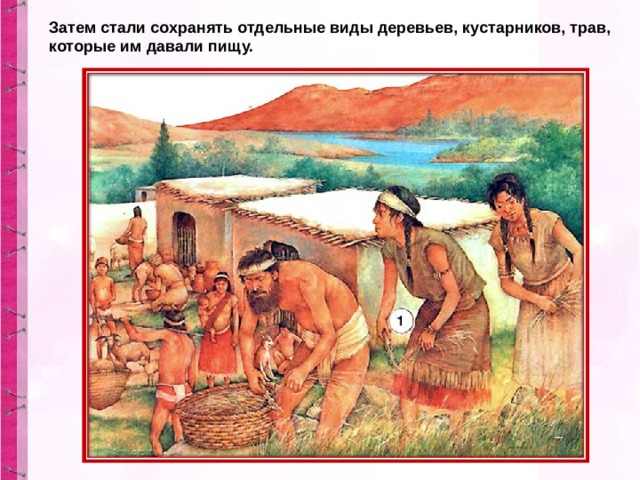 Затем стали сохранять отдельные виды деревьев, кустарников, трав, которые им давали пищу. 