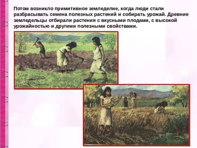 Потом возникло примитивное земледелие, когда люди стали разбрасывать семена полезных растений и собирать урожай. Древние земледельцы отбирали растения с вкусными плодами, с высокой урожайностью и другими полезными свойствами.  