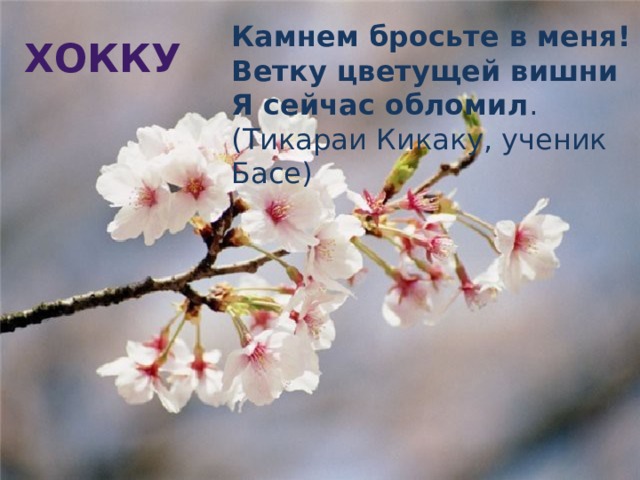 Камнем бросьте в меня!  Ветку цветущей вишни  Я сейчас обломил . (Тикараи Кикаку, ученик Басе) Хокку 