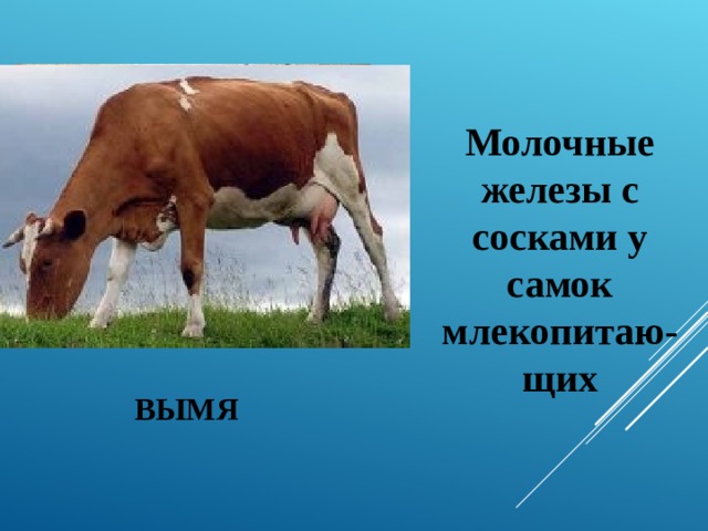  Молочные железы с сосками у самок млекопитаю-щих  ВЫМЯ 