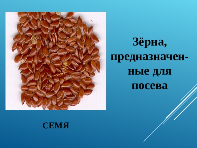  Зёрна, предназначен-ные для посева СЕМЯ 