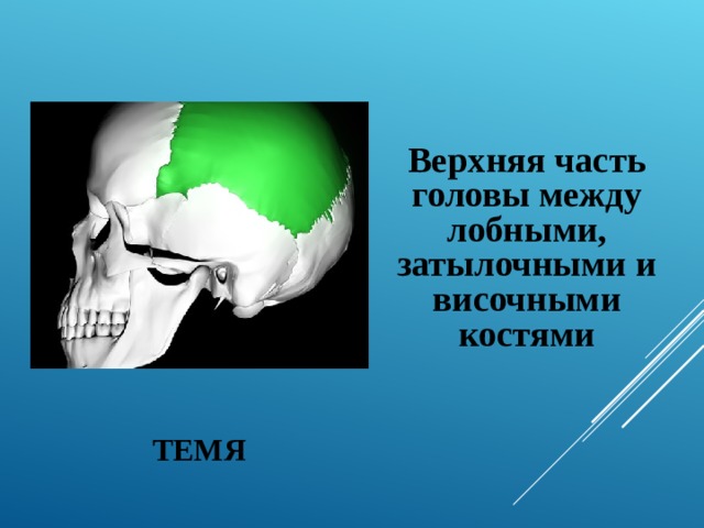  Верхняя часть головы между лобными, затылочными и височными костями  ТЕМЯ 
