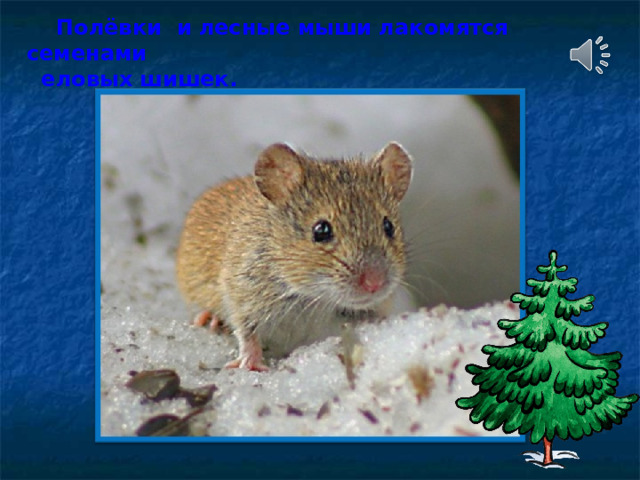  Полёвки и лесные мыши лакомятся семенами  еловых шишек. 