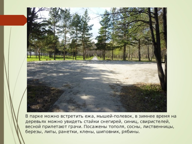 В парке можно встретить ежа, мышей-полевок, в зимнее время на деревьях можно увидеть стайки снегирей, синиц, свиристелей, весной прилетают грачи. Посажены тополя, сосны, лиственницы, березы, липы, ранетки, клены, шиповник, рябины. 