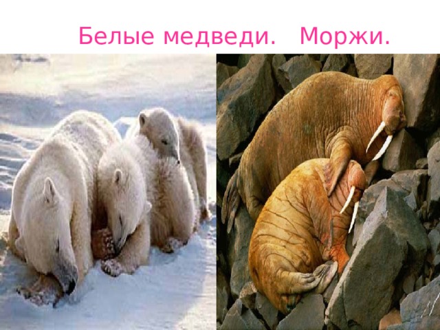 Белые медведи. Моржи. 