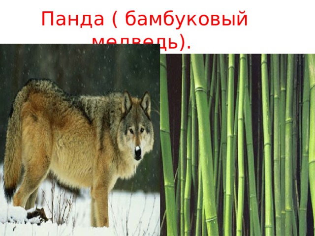  Панда ( бамбуковый медведь). 