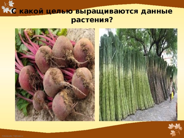 С какой целью выращиваются данные растения? 