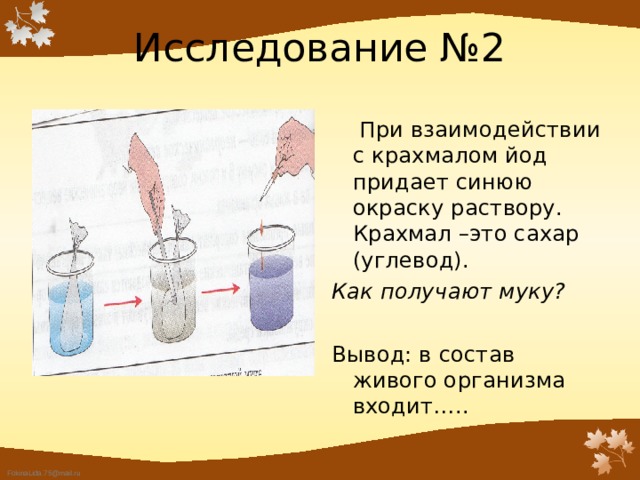 Исследование №2  При взаимодействии с крахмалом йод придает синюю окраску раствору. Крахмал –это сахар (углевод). Как получают муку? Вывод: в состав живого организма входит….. 