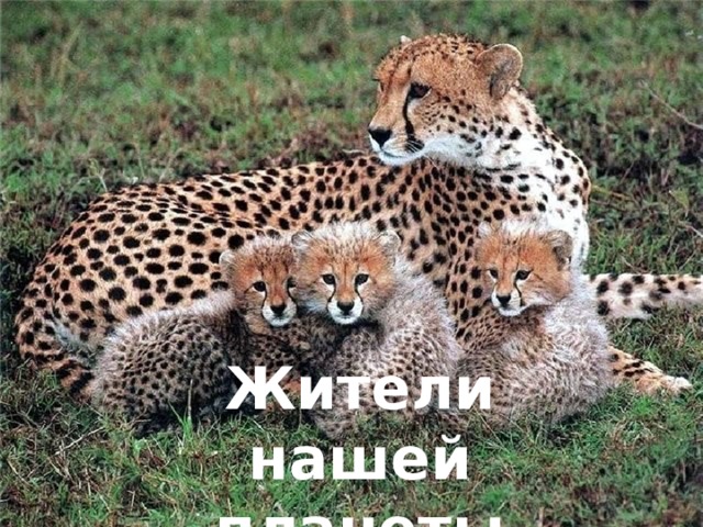 Жители нашей планеты 