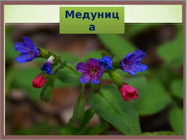 Медуница 