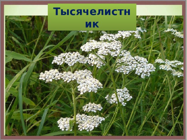 Тысячелистник 