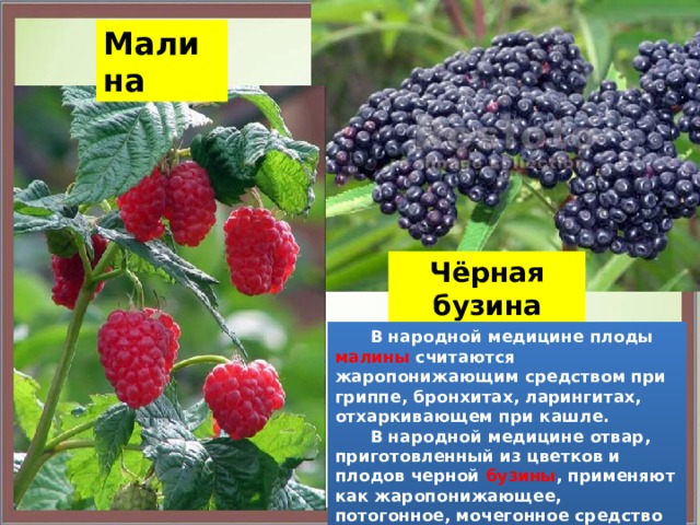 Малина Чёрная бузина  В народной медицине плоды малины считаются жаропонижающим средством при гриппе, бронхитах, ларингитах, отхаркивающем при кашле.  В народной медицине отвар, приготовленный из цветков и плодов черной бузины , применяют как жаропонижающее, потогонное, мочегонное средство 