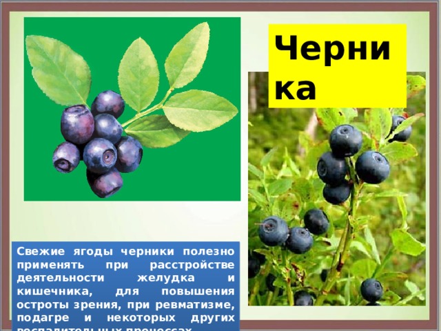 Черника Свежие ягоды черники полезно применять при расстройстве деятельности желудка и кишечника, для повышения остроты зрения, при ревматизме, подагре и некоторых других воспалительных процессах. 