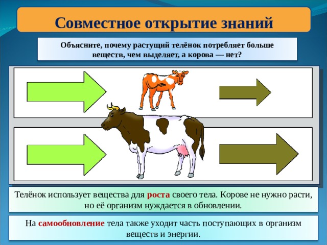 Совместное открытие знаний Объясните, почему растущий телёнок потребляет больше веществ, чем выделяет, а корова — нет? Телёнок использует вещества для роста  своего тела. Корове не нужно расти, но её организм нуждается в обновлении. На самообновление тела также уходит часть поступающих в организм веществ и энергии. 