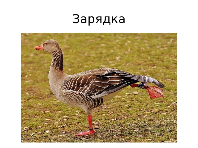 Зарядка 