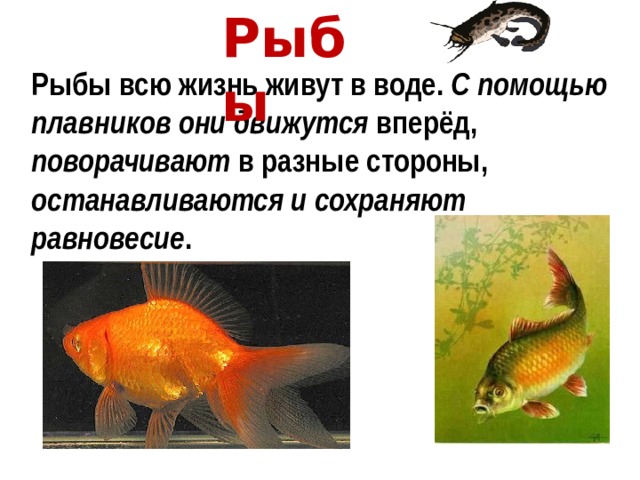 Рыбы Рыбы всю жизнь живут в воде. С помощью плавников они движутся вперёд, поворачивают в разные стороны, останавливаются и сохраняют равновесие . 