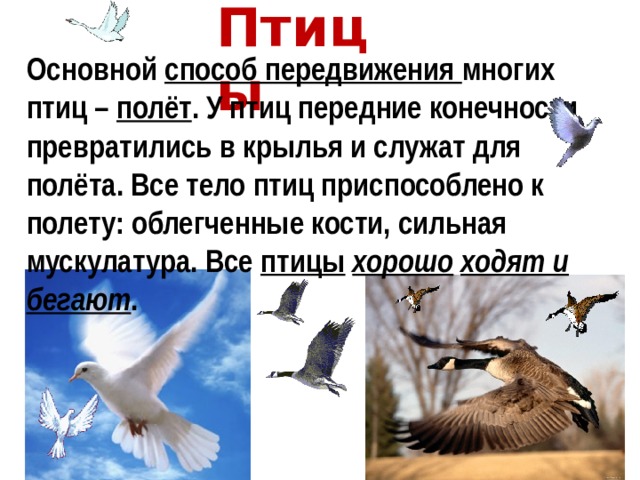 Птицы Основной способ передвижения многих птиц – полёт . У птиц передние конечности превратились в крылья и служат для полёта. Все тело птиц приспособлено к полету: облегченные кости, сильная мускулатура. Все птицы  хорошо  ходят и бегают . 