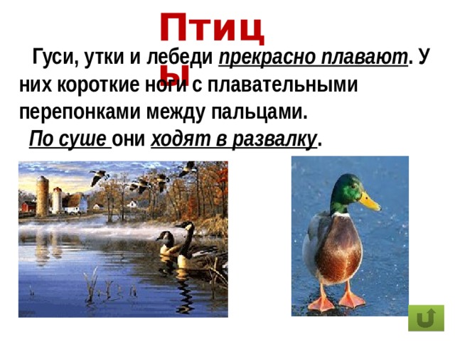 Птицы  Гуси, утки и лебеди прекрасно плавают . У них короткие ноги с плавательными перепонками между пальцами.  По суше они ходят в развалку . 