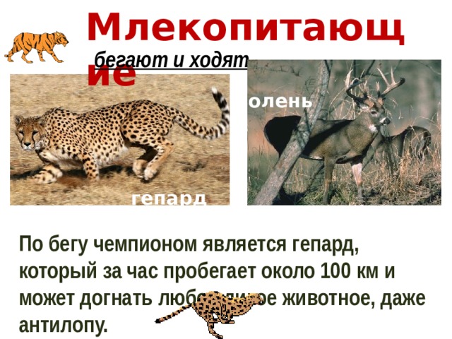 Млекопитающие  бегают и ходят  олень  гепард По бегу чемпионом является гепард, который за час пробегает около 100 км и может догнать любое дикое животное, даже антилопу. 