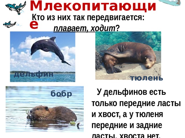 Млекопитающие   Кто из них так передвигается: плавает, ходит ?  дельфин  тюлень  У дельфинов есть только передние ласты и хвост, а у тюленя передние и задние ласты, хвоста нет.  бобр 
