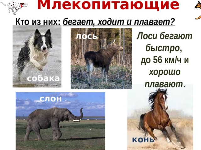 Млекопитающие   Кто из них: бегает, ходит и плавает?  Лоси бегают быстро , до 56 км/ч и хорошо плавают .  лось  собака  слон  конь 