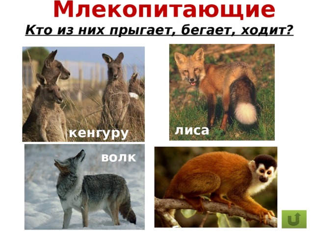 Млекопитающие  Кто из них прыгает, бегает, ходит?   лиса  кенгуру  волк  обезьяны 