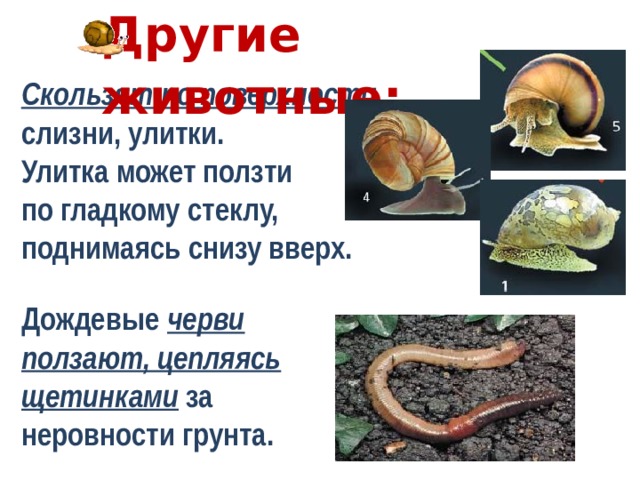 Другие животные:  Скользят по поверхности слизни, улитки. Улитка может ползти по гладкому стеклу, поднимаясь снизу вверх. Дождевые черви ползают, цепляясь щетинками за неровности грунта. 