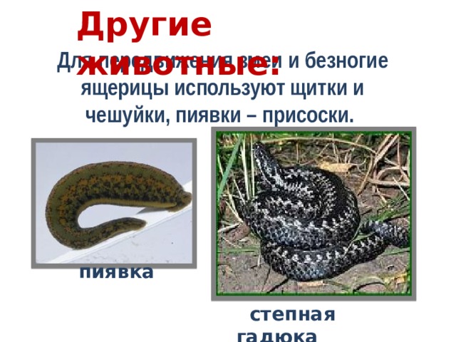 Другие животные: Для передвижения змеи и безногие ящерицы используют щитки и чешуйки, пиявки – присоски.  пиявка  степная гадюка 