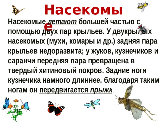 Насекомые Насекомые летают  большей частью с помощью двух пар крыльев. У двукрылых насекомых (мухи, комары и др.) задняя пара крыльев недоразвита; у жуков, кузнечиков и саранчи передняя пара превращена в твердый хитиновый покров. Задние ноги кузнечика намного длиннее, благодаря таким ногам он передвигается прыжками . 