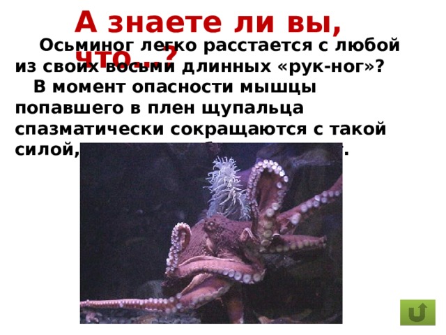А знаете ли вы, что…?  Осьминог легко расстается с любой из своих восьми длинных «рук-ног»?  В момент опасности мышцы попавшего в плен щупальца спазматически сокращаются с такой силой, что сами себя разрывают. 