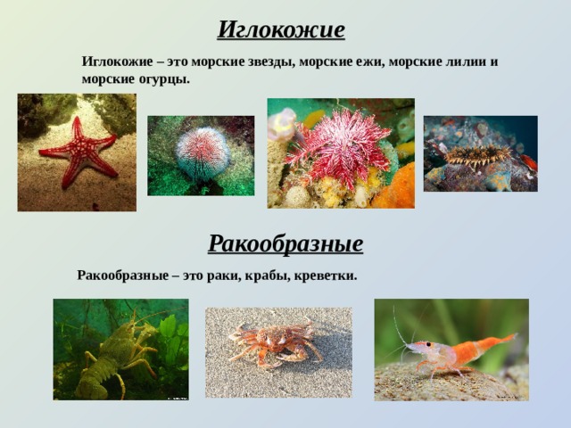 Иглокожие Иглокожие – это морские звезды, морские ежи, морские лилии и морские огурцы. Ракообразные Ракообразные – это раки, крабы, креветки. 